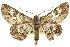  ( - 11ANIC-03988)  @14 [ ] CreativeCommons - Attribution (2011) ANIC/CBG Photography Group Centre for Biodiversity Genomics