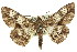  ( - 11ANIC-03989)  @14 [ ] CreativeCommons - Attribution (2011) ANIC/CBG Photography Group Centre for Biodiversity Genomics