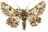  ( - 11ANIC-03990)  @14 [ ] CreativeCommons - Attribution (2011) ANIC/CBG Photography Group Centre for Biodiversity Genomics