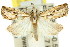  (Mesolia sp. ANIC1 - 11ANIC-04669)  @14 [ ] CreativeCommons - Attribution (2011) ANIC/CBG Photography Group Centre for Biodiversity Genomics