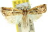  ( - 11ANIC-04671)  @13 [ ] CreativeCommons - Attribution (2011) ANIC/CBG Photography Group Centre for Biodiversity Genomics