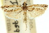  (Mesolia sp. ANIC2 - 11ANIC-04674)  @11 [ ] CreativeCommons - Attribution (2011) ANIC/CBG Photography Group Centre for Biodiversity Genomics