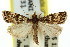  ( - 11ANIC-04707)  @13 [ ] CreativeCommons - Attribution (2011) ANIC/CBG Photography Group Centre for Biodiversity Genomics