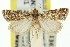  ( - 11ANIC-04708)  @11 [ ] CreativeCommons - Attribution (2011) ANIC/CBG Photography Group Centre for Biodiversity Genomics
