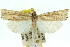  ( - 11ANIC-04743)  @14 [ ] CreativeCommons - Attribution (2011) ANIC/CBG Photography Group Centre for Biodiversity Genomics