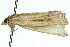  (Ancylolomia westwoodi - 11ANIC-04745)  @14 [ ] CreativeCommons - Attribution (2011) ANIC/CBG Photography Group Centre for Biodiversity Genomics