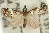  ( - 11ANIC-04023)  @11 [ ] CreativeCommons - Attribution (2011) ANIC/CBG Photography Group Centre for Biodiversity Genomics