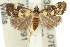  ( - 11ANIC-04031)  @12 [ ] CreativeCommons - Attribution (2011) ANIC/CBG Photography Group Centre for Biodiversity Genomics