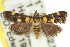  ( - 11ANIC-04032)  @11 [ ] CreativeCommons - Attribution (2011) ANIC/CBG Photography Group Centre for Biodiversity Genomics