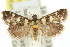  ( - 11ANIC-04038)  @11 [ ] CreativeCommons - Attribution (2011) ANIC/CBG Photography Group Centre for Biodiversity Genomics