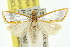  (Neargyrioides - 11ANIC-04059)  @14 [ ] CreativeCommons - Attribution (2011) ANIC/CBG Photography Group Centre for Biodiversity Genomics
