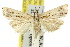  ( - 11ANIC-04082)  @13 [ ] CreativeCommons - Attribution (2011) ANIC/CBG Photography Group Centre for Biodiversity Genomics