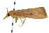  (Xubida infusellus - 11ANIC-04083)  @12 [ ] CreativeCommons - Attribution (2011) ANIC/CBG Photography Group Centre for Biodiversity Genomics