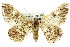  (Cleora sabulata - 11ANIC-04100)  @15 [ ] CreativeCommons - Attribution (2011) ANIC/CBG Photography Group Centre for Biodiversity Genomics
