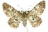  ( - 11ANIC-04101)  @15 [ ] CreativeCommons - Attribution (2011) ANIC/CBG Photography Group Centre for Biodiversity Genomics