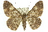  ( - 11ANIC-04102)  @14 [ ] CreativeCommons - Attribution (2011) ANIC/CBG Photography Group Centre for Biodiversity Genomics