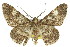 ( - 11ANIC-04104)  @14 [ ] CreativeCommons - Attribution (2011) ANIC/CBG Photography Group Centre for Biodiversity Genomics