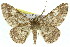  ( - 11ANIC-04105)  @14 [ ] CreativeCommons - Attribution (2011) ANIC/CBG Photography Group Centre for Biodiversity Genomics