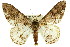  ( - 11ANIC-04106)  @14 [ ] CreativeCommons - Attribution (2011) ANIC/CBG Photography Group Centre for Biodiversity Genomics