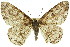  ( - 11ANIC-04107)  @15 [ ] CreativeCommons - Attribution (2011) ANIC/CBG Photography Group Centre for Biodiversity Genomics