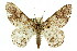  ( - 11ANIC-04108)  @14 [ ] CreativeCommons - Attribution (2011) ANIC/CBG Photography Group Centre for Biodiversity Genomics