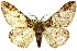  ( - 11ANIC-04112)  @14 [ ] CreativeCommons - Attribution (2011) ANIC/CBG Photography Group Centre for Biodiversity Genomics