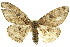  ( - 11ANIC-04113)  @14 [ ] CreativeCommons - Attribution (2011) ANIC/CBG Photography Group Centre for Biodiversity Genomics
