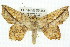  ( - 11ANIC-04133)  @14 [ ] CreativeCommons - Attribution (2011) ANIC/CBG Photography Group Centre for Biodiversity Genomics