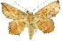  (Polyacme - 11ANIC-04134)  @15 [ ] CreativeCommons - Attribution (2011) ANIC/CBG Photography Group Centre for Biodiversity Genomics