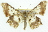  (Krananda extranotata - 11ANIC-04138)  @15 [ ] CreativeCommons - Attribution (2011) ANIC/CBG Photography Group Centre for Biodiversity Genomics