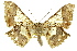 ( - 11ANIC-04139)  @11 [ ] CreativeCommons - Attribution (2011) ANIC/CBG Photography Group Centre for Biodiversity Genomics