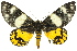  ( - 11ANIC-04159)  @14 [ ] CreativeCommons - Attribution (2011) ANIC/CBG Photography Group Centre for Biodiversity Genomics