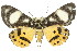 ( - 11ANIC-04163)  @15 [ ] CreativeCommons - Attribution (2011) ANIC/CBG Photography Group Centre for Biodiversity Genomics