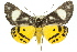  ( - 11ANIC-04165)  @15 [ ] CreativeCommons - Attribution (2011) ANIC/CBG Photography Group Centre for Biodiversity Genomics