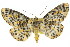  ( - 11ANIC-04166)  @13 [ ] CreativeCommons - Attribution (2011) ANIC/CBG Photography Group Centre for Biodiversity Genomics