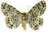  ( - 11ANIC-04168)  @14 [ ] CreativeCommons - Attribution (2011) ANIC/CBG Photography Group Centre for Biodiversity Genomics