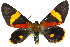  ( - 11ANIC-04175)  @14 [ ] CreativeCommons - Attribution (2011) ANIC/CBG Photography Group Centre for Biodiversity Genomics