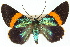  ( - 11ANIC-04178)  @11 [ ] CreativeCommons - Attribution (2011) ANIC/CBG Photography Group Centre for Biodiversity Genomics