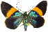  (Milionia aetheria - 11ANIC-04180)  @14 [ ] CreativeCommons - Attribution (2011) ANIC/CBG Photography Group Centre for Biodiversity Genomics