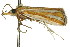  ( - 11ANIC-04225)  @12 [ ] CreativeCommons - Attribution (2011) ANIC/CBG Photography Group Centre for Biodiversity Genomics