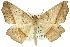 ( - 11ANIC-04282)  @11 [ ] CreativeCommons - Attribution (2011) ANIC/CBG Photography Group Centre for Biodiversity Genomics