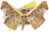  ( - 11ANIC-04284)  @11 [ ] CreativeCommons - Attribution (2011) ANIC/CBG Photography Group Centre for Biodiversity Genomics