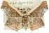  ( - 11ANIC-04285)  @11 [ ] CreativeCommons - Attribution (2011) ANIC/CBG Photography Group Centre for Biodiversity Genomics