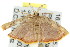  ( - 11ANIC-04297)  @14 [ ] CreativeCommons - Attribution (2011) ANIC/CBG Photography Group Centre for Biodiversity Genomics