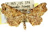  (Coelocrossa - 11ANIC-04304)  @15 [ ] CreativeCommons - Attribution (2011) ANIC/CBG Photography Group Centre for Biodiversity Genomics