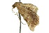  ( - 11ANIC-04307)  @13 [ ] CreativeCommons - Attribution (2011) ANIC/CBG Photography Group Centre for Biodiversity Genomics