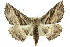  ( - 11ANIC-04332)  @13 [ ] CreativeCommons - Attribution (2011) ANIC/CBG Photography Group Centre for Biodiversity Genomics