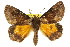  ( - 11ANIC-04337)  @14 [ ] CreativeCommons - Attribution (2011) ANIC/CBG Photography Group Centre for Biodiversity Genomics