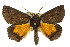  ( - 11ANIC-04338)  @13 [ ] CreativeCommons - Attribution (2011) ANIC/CBG Photography Group Centre for Biodiversity Genomics