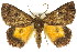  ( - 11ANIC-04339)  @14 [ ] CreativeCommons - Attribution (2011) ANIC/CBG Photography Group Centre for Biodiversity Genomics